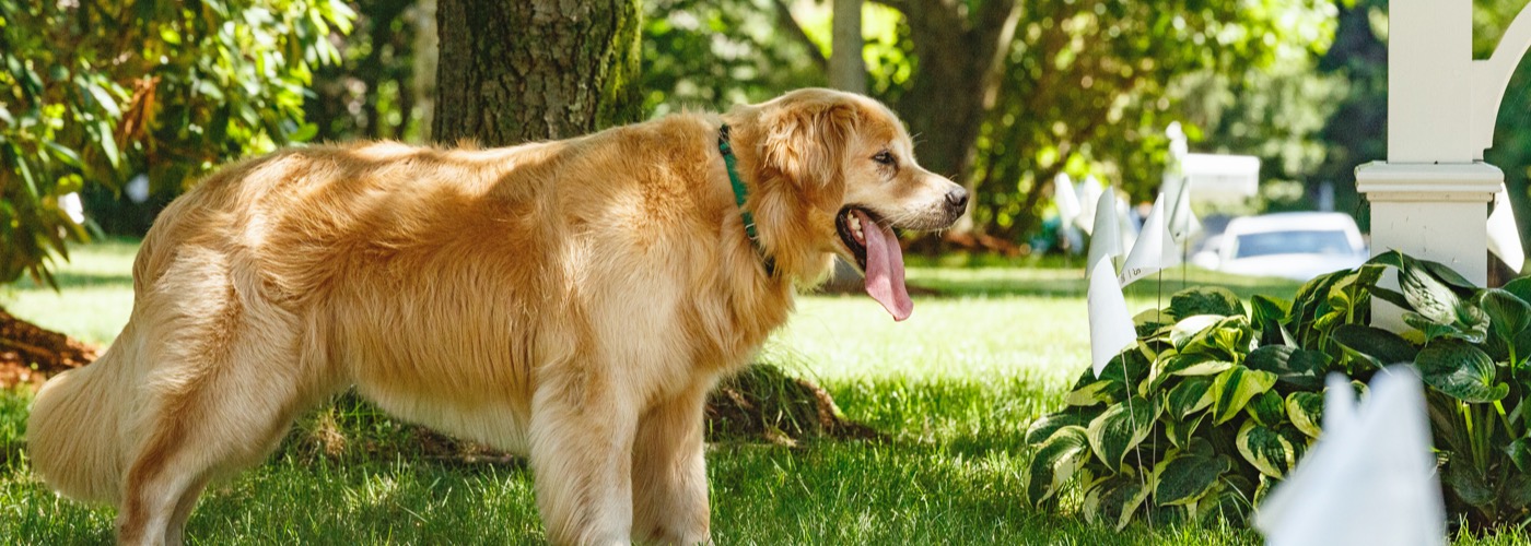 DogWatch of Mid-Canada, Winnipeg, Manitoba | Outdoor Hidden Dog Fences Slider Image