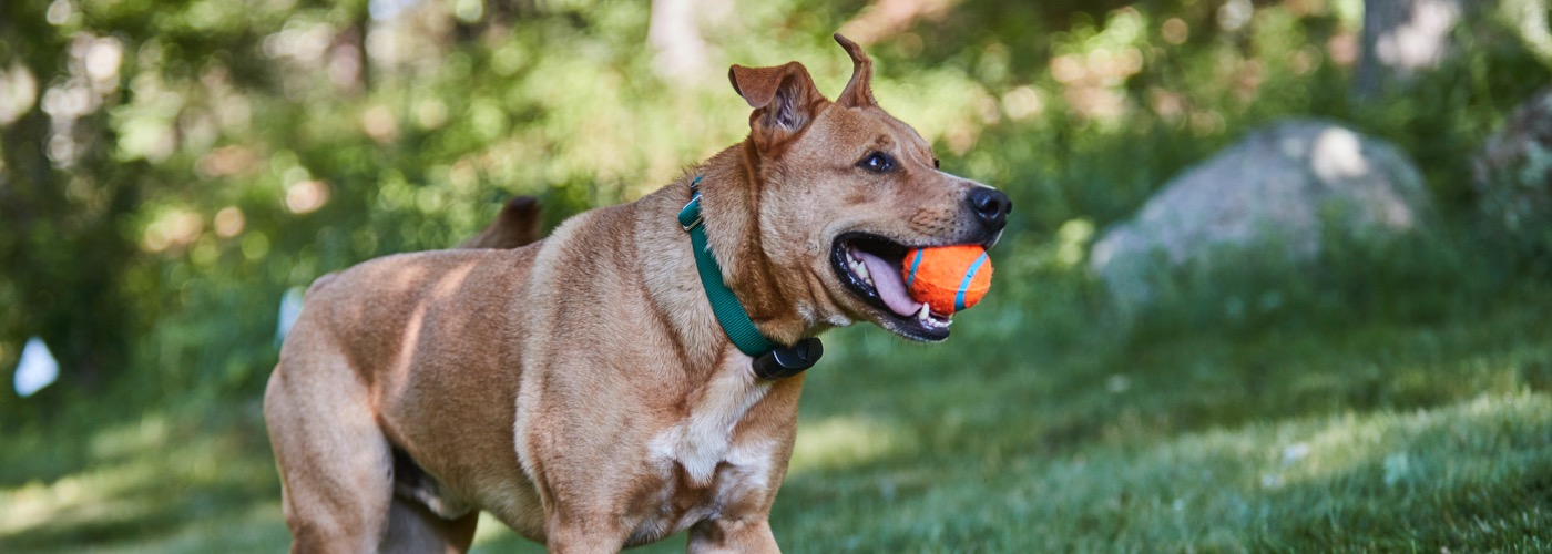 DogWatch of Mid-Canada, Winnipeg, Manitoba | ProFenceX Slider Image